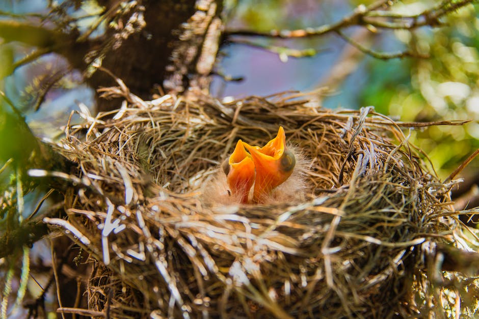 Amseln bauen Nest am frühen Frühjahr