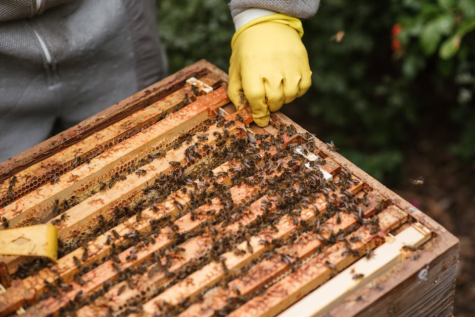 Bienen Nestbau Prozess
