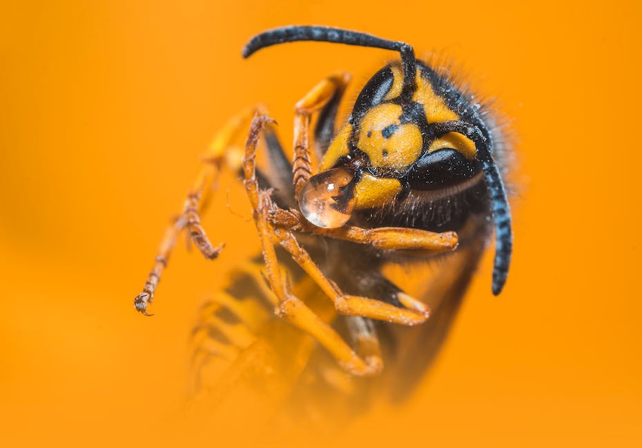 Bienen bauen ihr Nest wann immer sie Nistmaterial finden