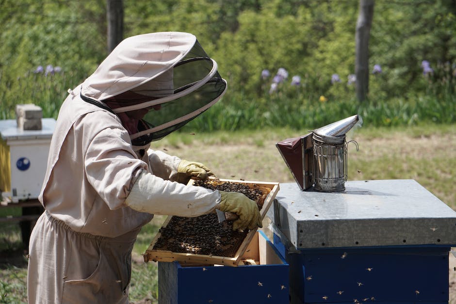 Bienen bauen ihr Nest wann immer Flüsse oder andere Körper von Wasser in der Nähe sind.