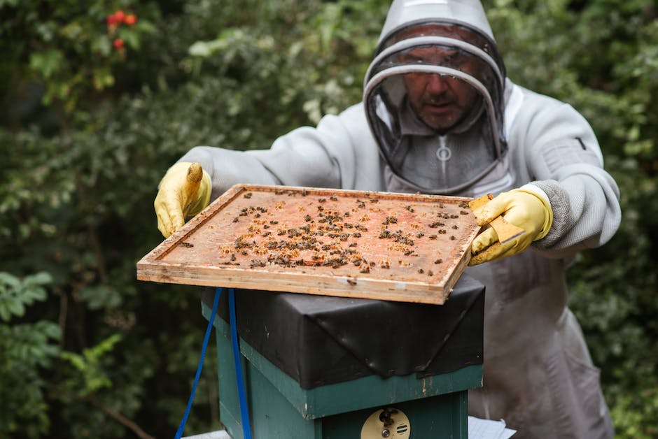  Bienenbauen: Wie und wann bauen Bienen Nester?