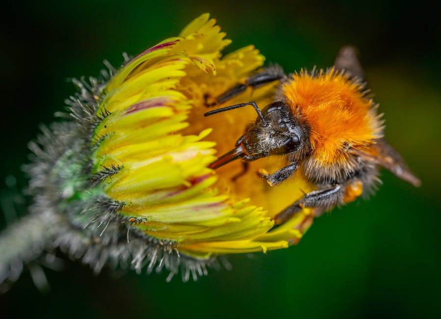  Bild von Bienen, die ihr Nest bauen