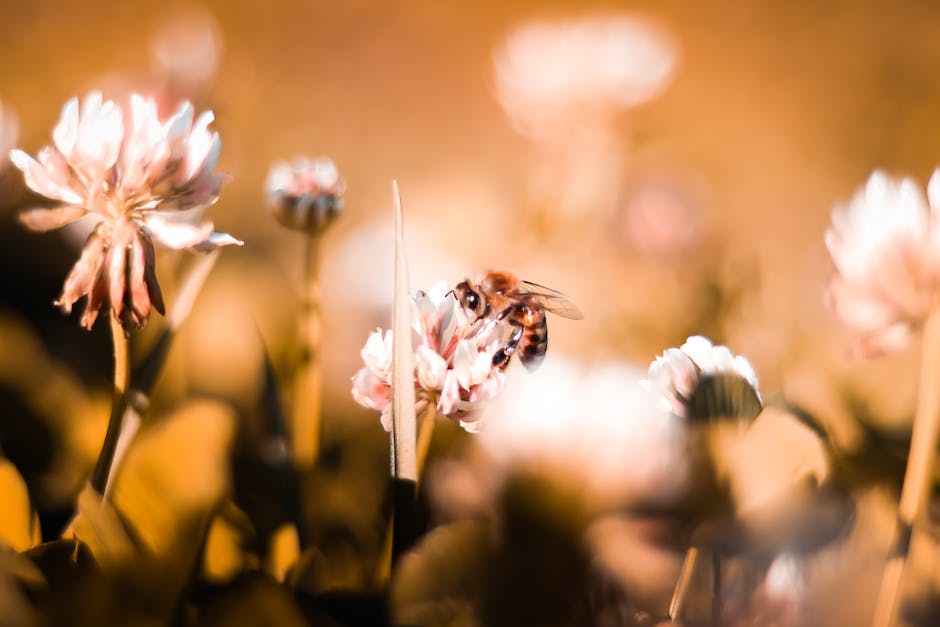 Bienenbau: Wann und wie bauen Bienen ihre Nester?