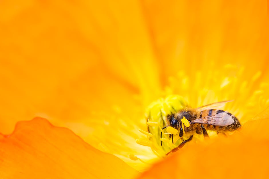 Bienenbau: Wann bauen Bienen ihre Nester?