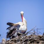 Vögelbau-Zeit: Wann bauen die Vögel ihre Nester?