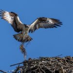 Elstern-Nestbau:Wann beginnt die Brutzeit?