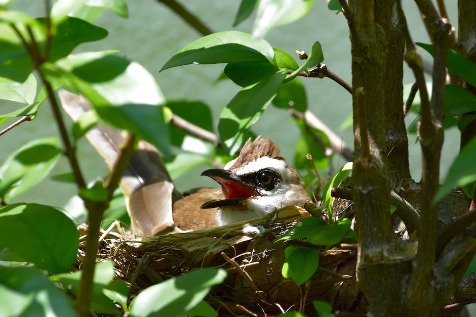  Spatzen bauen Nester in der Regel im Frühling