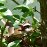 Starenesterbau - ökologisch nachhaltiges Nestbauen