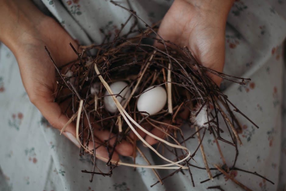 Vögel bauen ihre Nester wann?