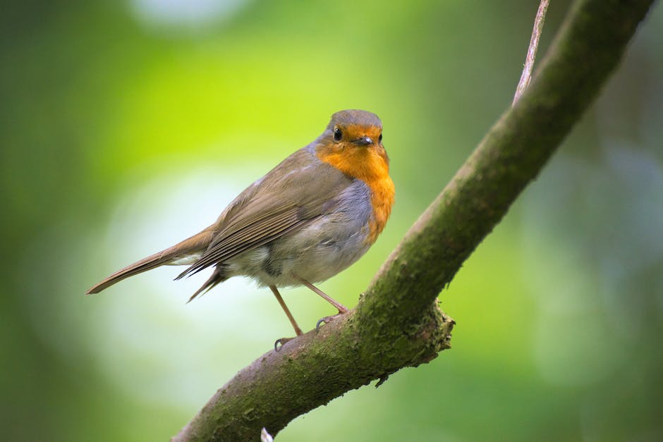 Vogelnesterbau: Wann und warum Vögel Nester bauen