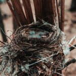 Wespen Nest Bau Vermeidung Tipps