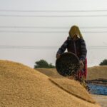 Bauern aus "Bauer sucht Frau" bei der Arbeit