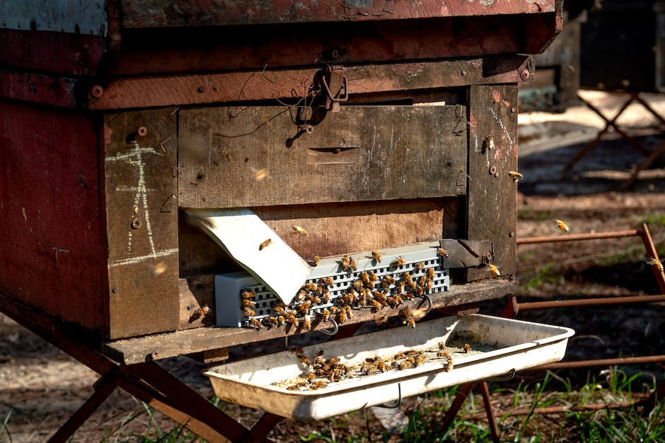  Wie Bienen ihr Nest bauen