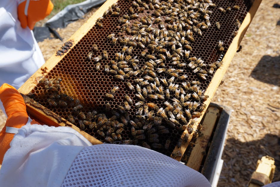 Bienennesterbau