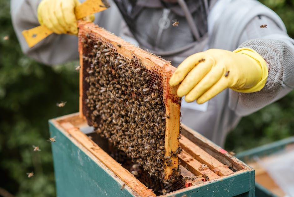 Bienen bauen ihr Nest aus Wachs und Propolis