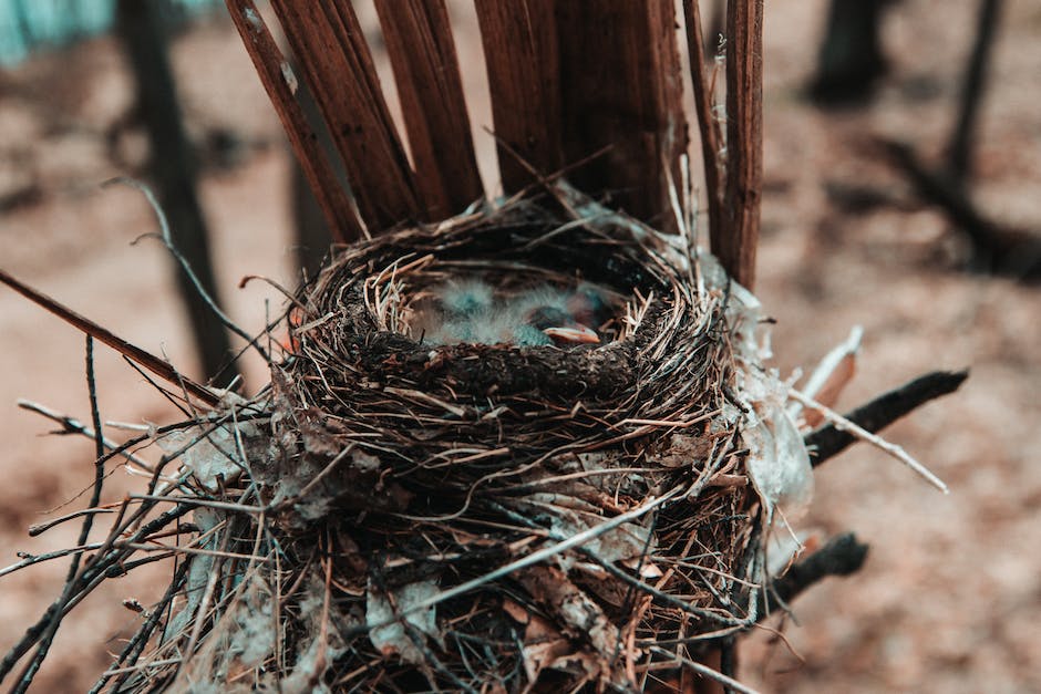  wie bauen Erdwespen ihr Nest? Ein visueller Leitfaden