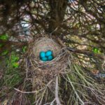 wespenvolk bauen Nester für ihre Kinder
