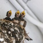 Video zeigt wie Wespen ihr Nest bauen