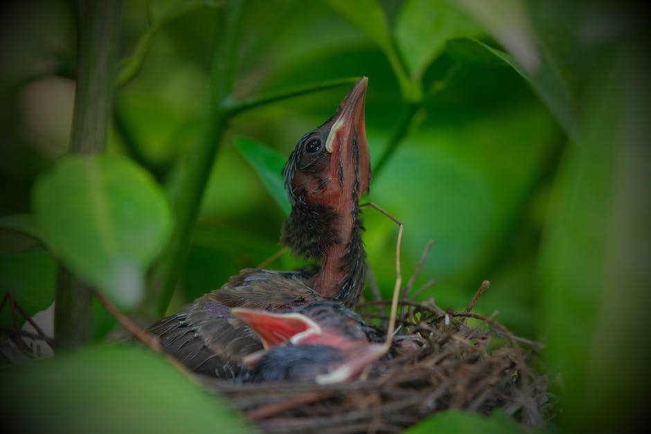  Wie lange bauen Vögel ihr Nest?