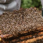 Länge des Nestbaus von Wespen