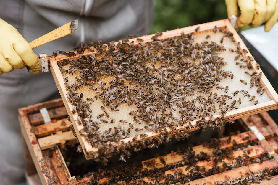  Bild schützt vor Bienennestern: korrekte Anwendung von Insektiziden