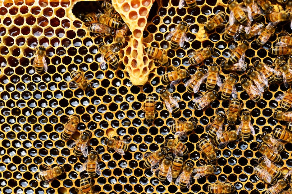 Bienenvorbeugung: wie kann man verhindern, dass Bienen ein Nest bauen?