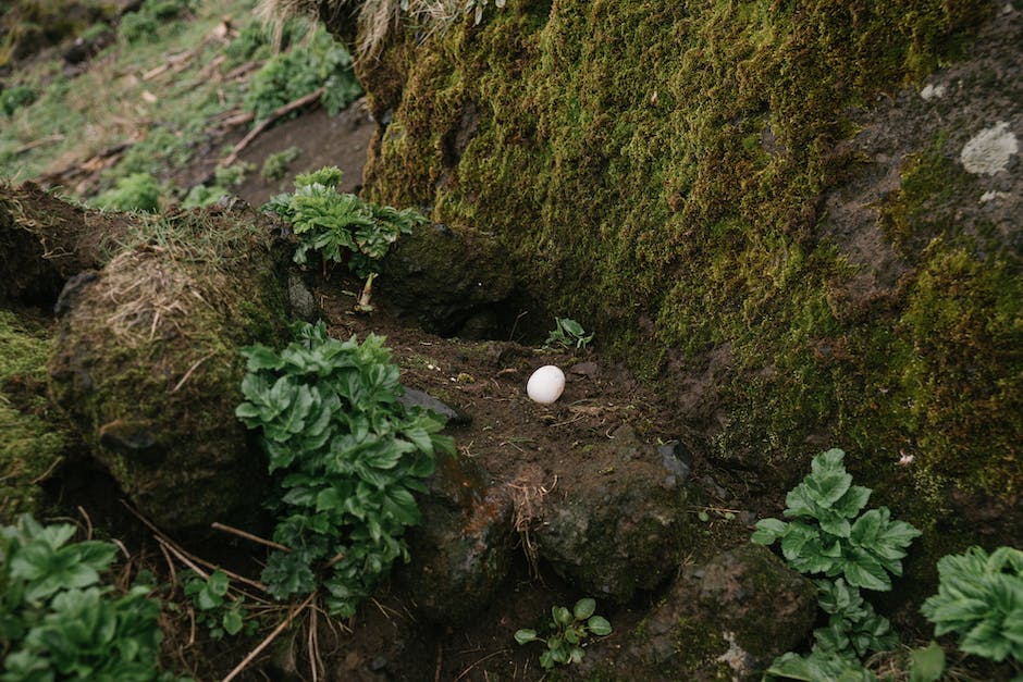  Bild zeigt ein Amselnest in einem Busch
