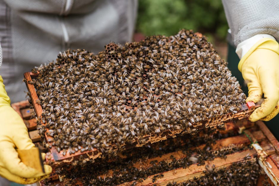 Bienennesterbauen