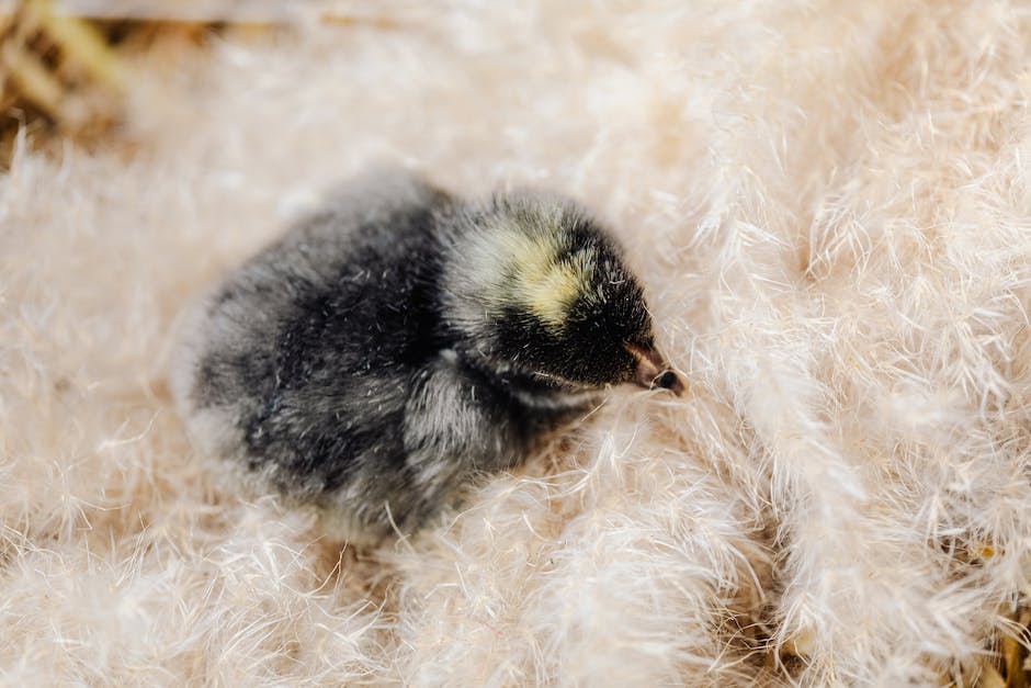 Nesternestbau: Wie Vögel an Grundschulen bauen