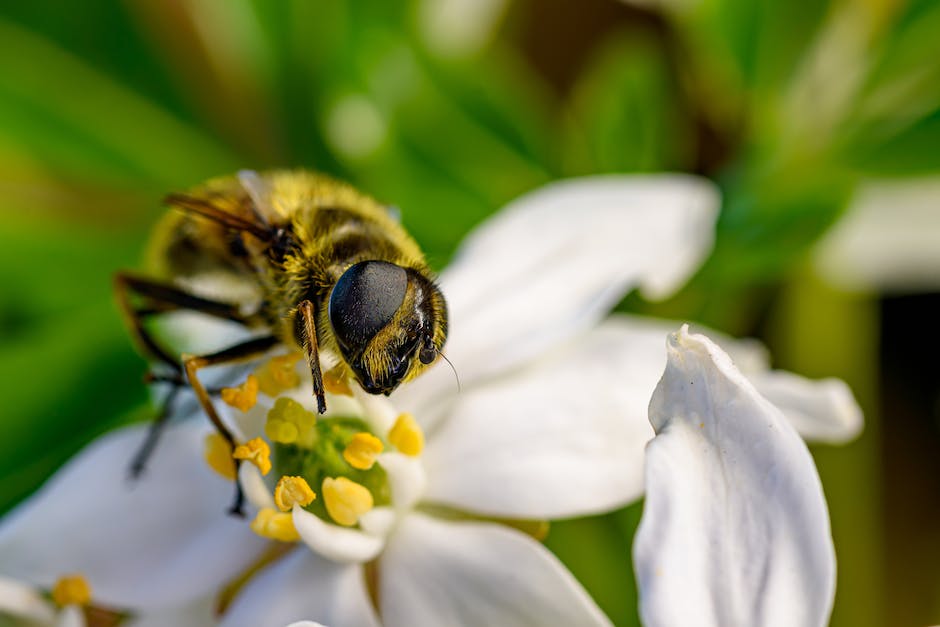 Wespen nester bauen häufig in Lüftungsschächten, Mauernischen und anderen geschützten Umgebungen