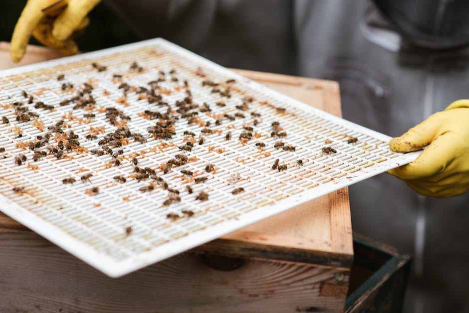 Bienen bauen ihr Nest aus Wachs und anderen Materialien