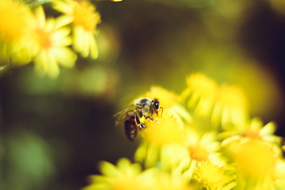 Bienen bauen ihr Nest aus Waben aus Wachs und Blattgespinst