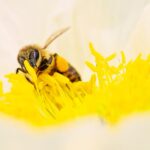 Bienen bauen Nest aus Wachs und Pollen